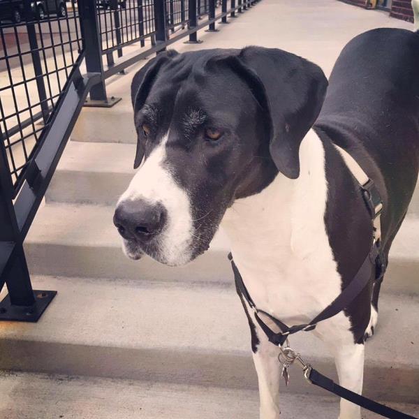 /Images/uploads/Minnesota Spay Neuter Assistance Program/MNSNAP/entries/9379thumb.jpg